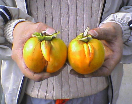 卑猥に育った野菜果物！フルーツ・ベジタブルのセクシー画像